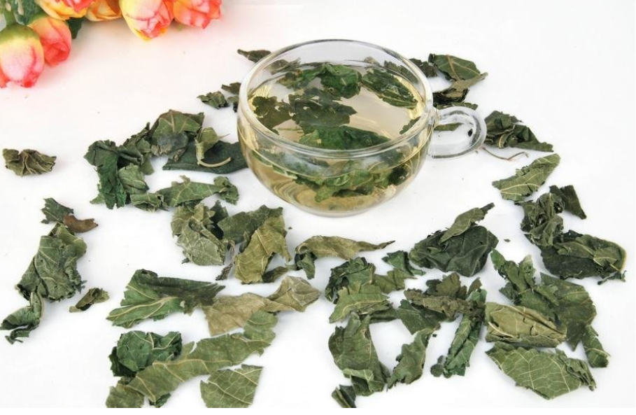 桑叶茶的制作方法,桑叶茶如何制作
