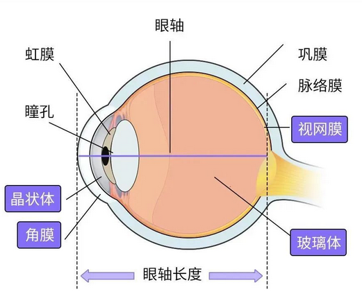 眼轴示意图